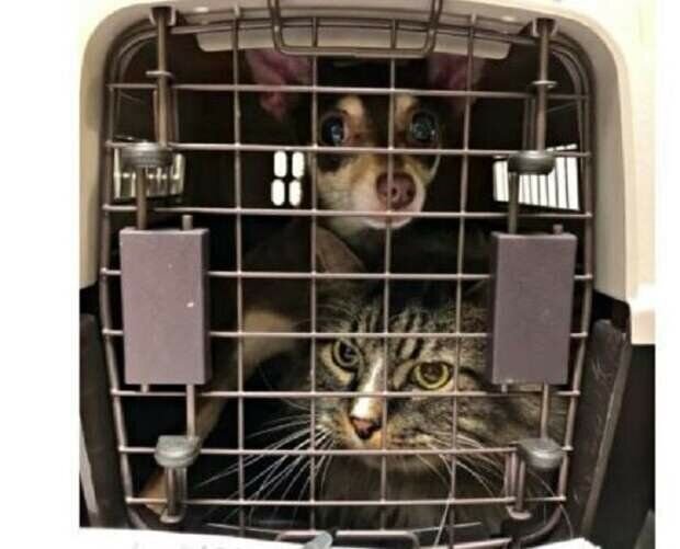 Лейла и Китти в приюте. Источник фото: https: //mmykote.ru/blog/4357948096/vmeste-navsegda:-koshka-i-sobaka,-okazavshiesya-odnoy-dnoy