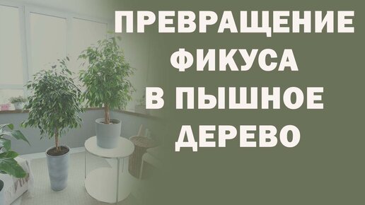 Секреты пышного ФИКУСА/ Адская стрижка или что делать, если ФИКУС ПОЛЫСЕЛ