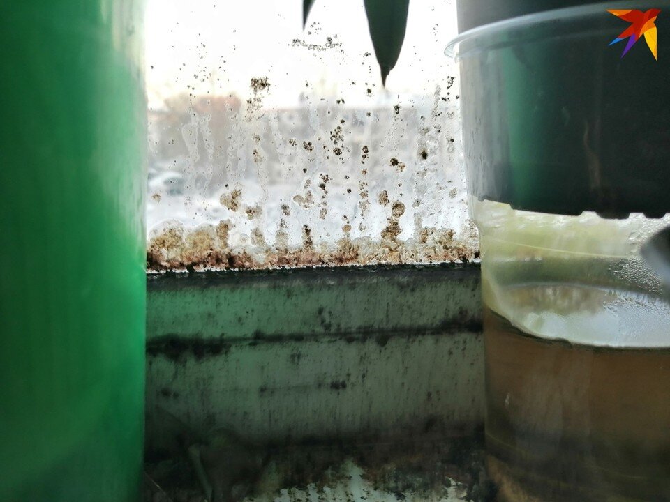     Разбираемся, как плесень может навредить организму человека. Фото: Екатерина Ардашева