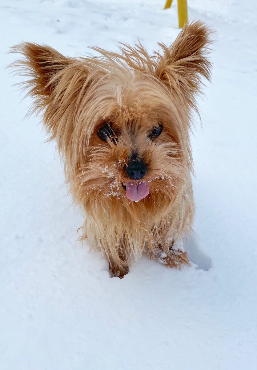 Наша собака Мия