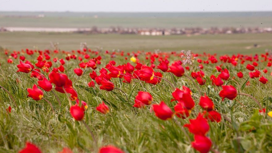 Красотой красок тюльпанов цветущих в степи