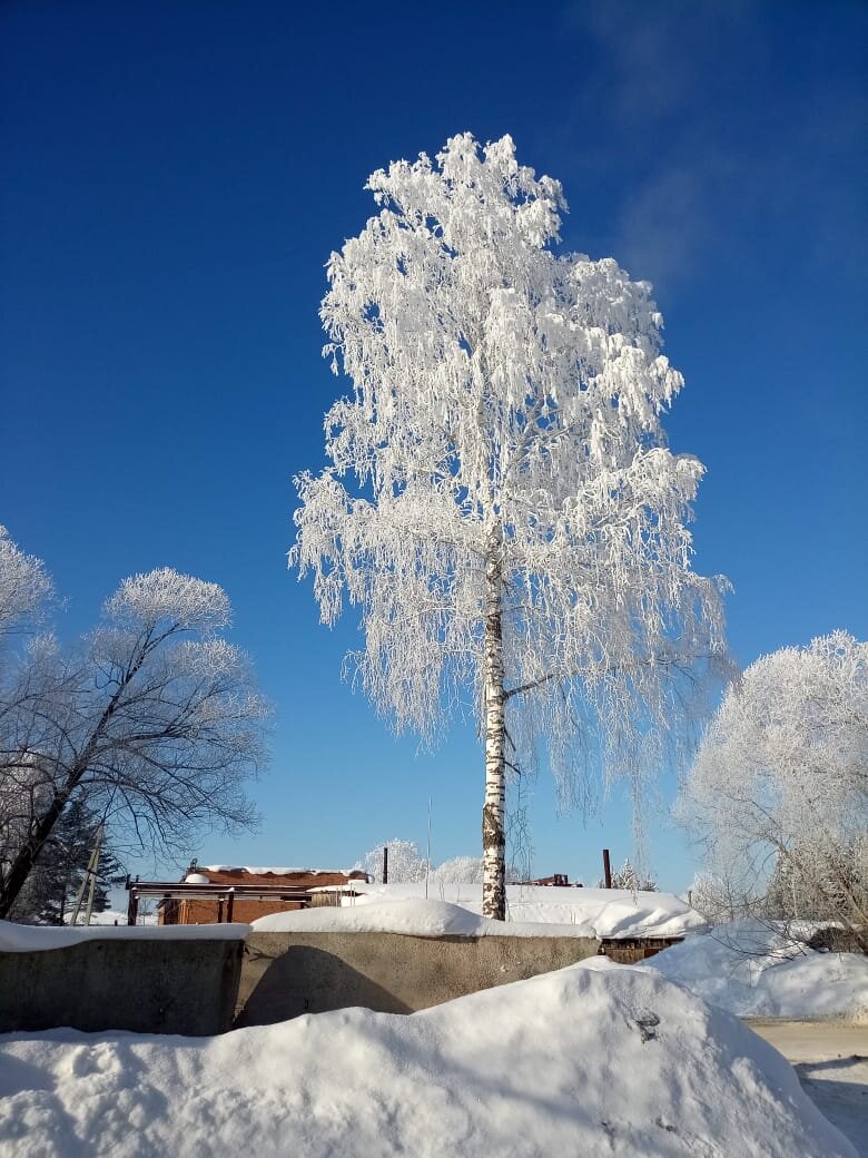 березка белая..