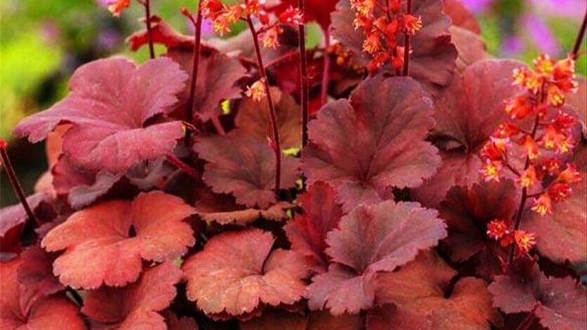 Heuchera