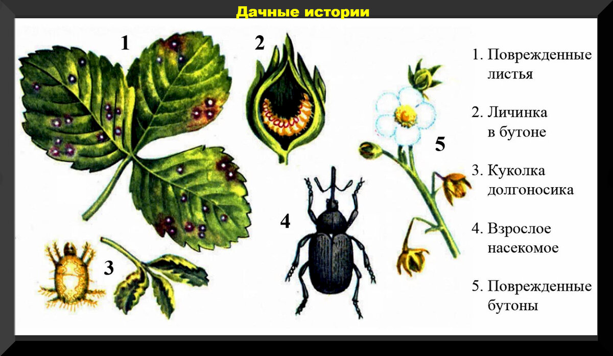 Жук долгоносик. Кто это такой?