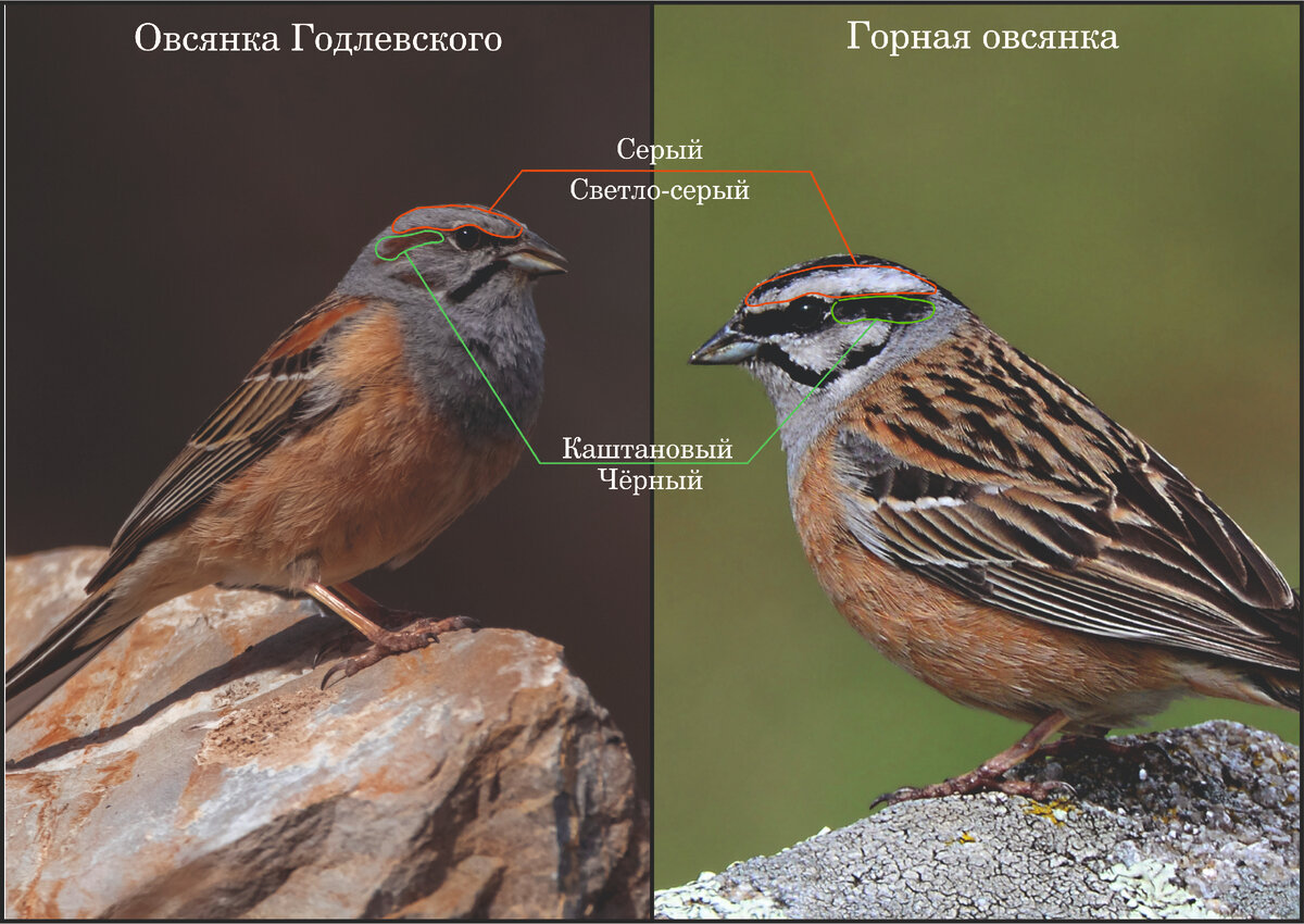 Фото: Жбир Денис и фото из интернета