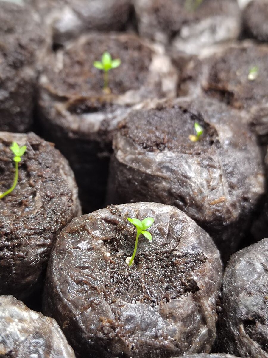 Первые росточки