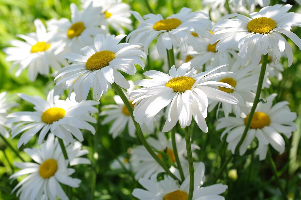 Ромашки. Картинка из источника в свободном доступе.