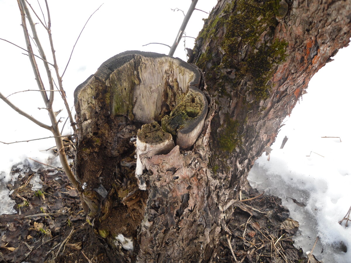    Такое дерево спасти уже не удастся, фото автора