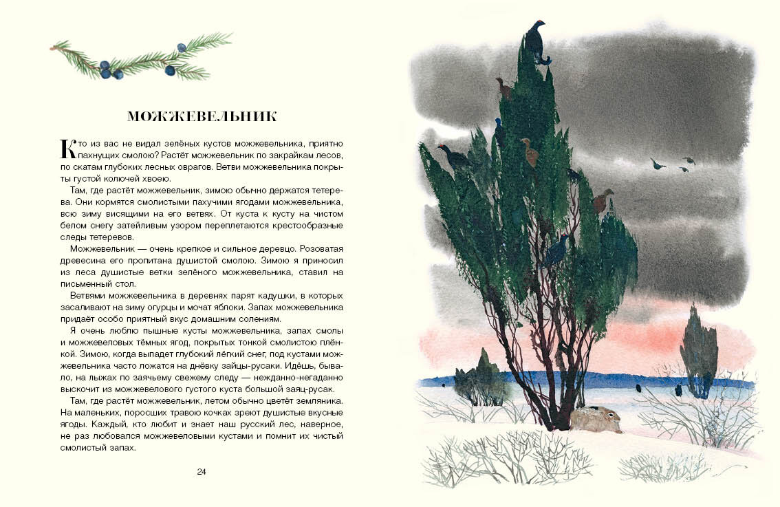 Произведение лес. Книга русский лес Иван Соколов-Микитов. Иван Сергеевич Соколов-Микитов русский лес. Рассказ русский лес Соколов-Микитов. Иван Соколов-Микитов русский лес иллюстрация.