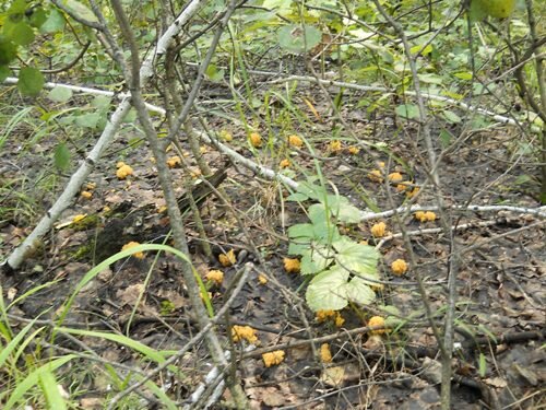 "Ведьмин круг" из оленьих рожек. См. ниже описание.