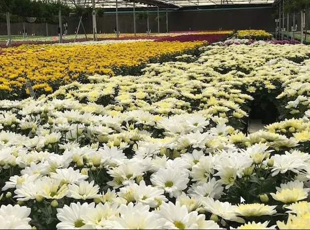 Masson Farms в Радиум-Спрингс, штат Нью-Мексико, управляет второй по величине теплицей с геотермальным отоплением в США, где выращиваются цветы и растения. (С разрешения Masson Farms, Нью-Мексико)