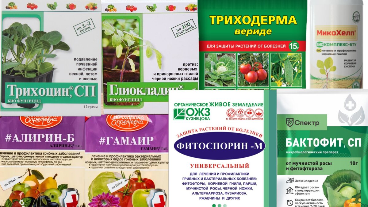 Безопасные средства для защиты рассады от самых распространённых ...