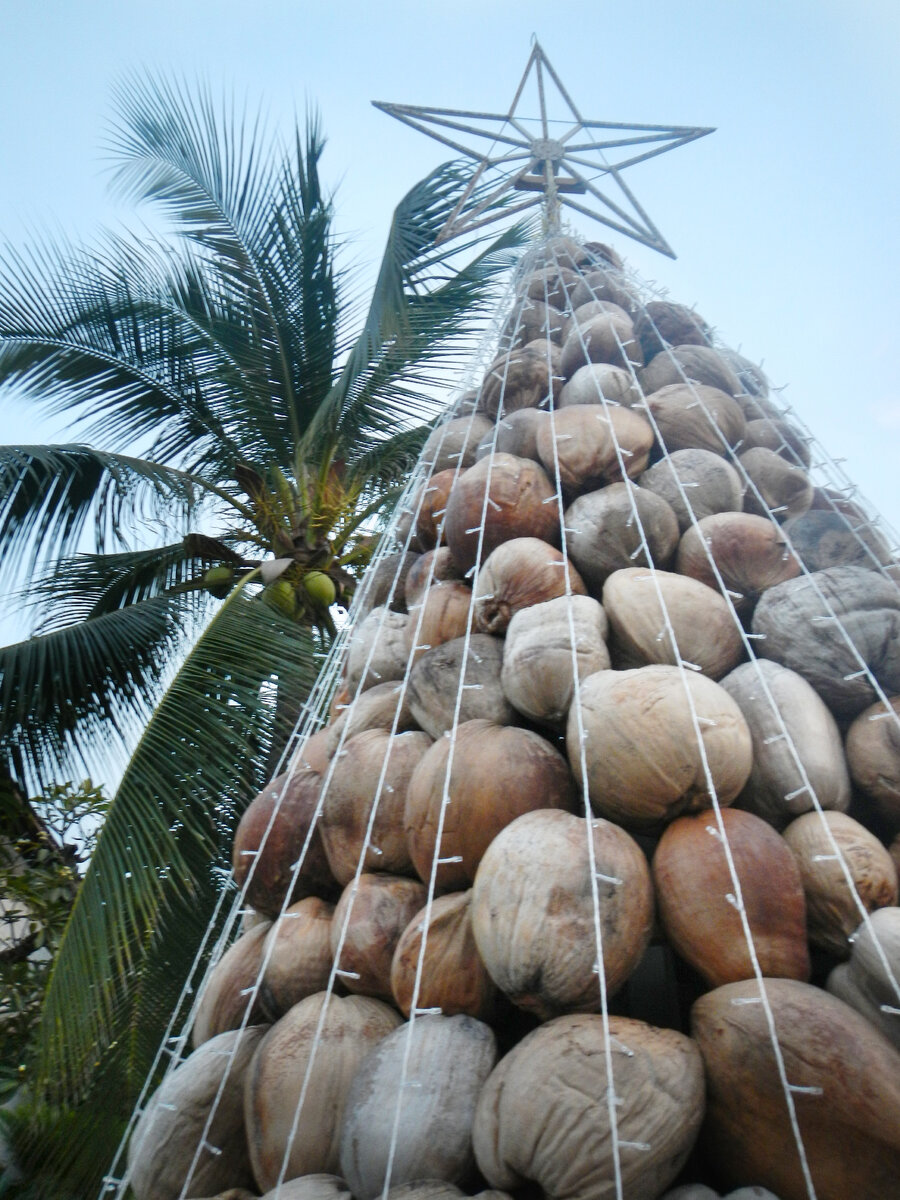 Кругом лежат кокосы, почему бы из них не сделать ёлку? Аккуратно и красиво. Ночью ещё и засветится!!!