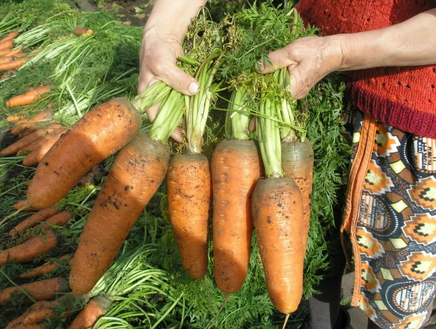 Фотография взята из источника lyubimaya.pro