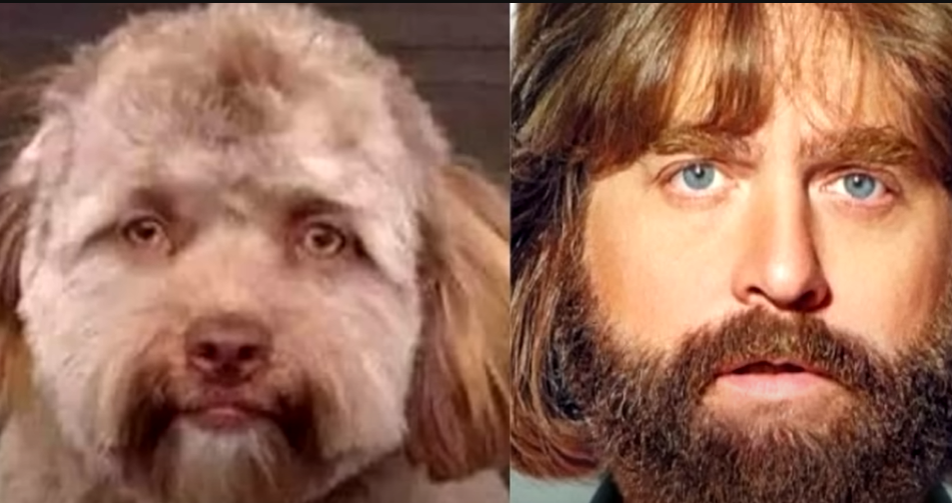 название с человеческим лицом лицом. как называются части лица. название с человеческим лицом лицом. название с человеческим лицом лицом. ланугинозный гипертрихоз.