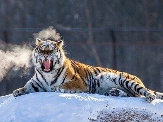     Амурского тигра заметили вблизи поселка в ЕАО. ФОТО: мэрия Биробиджана