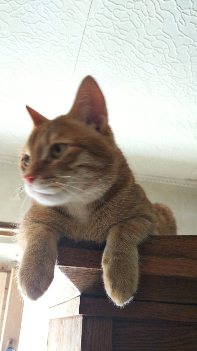 Личное  фото. 