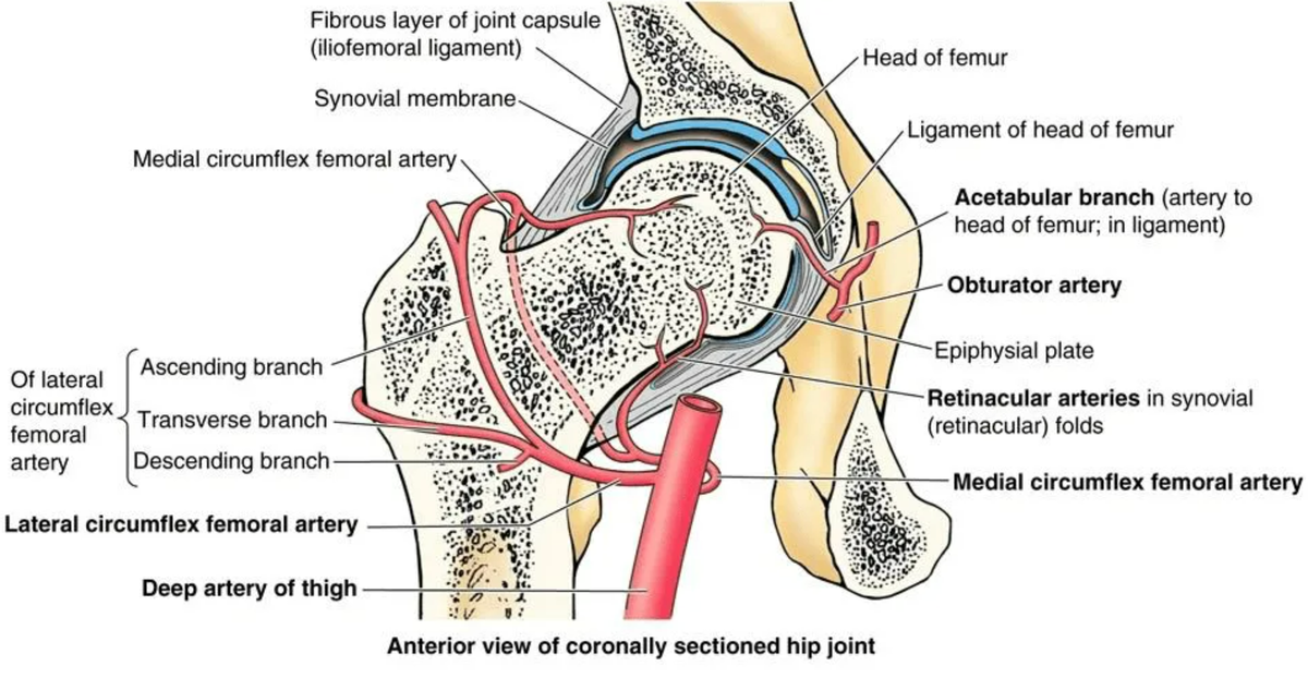 На картинке изображены сосуды, питающие тазобедренный сустав. Часть сосудов проходит через связку головки бедренной кости. 