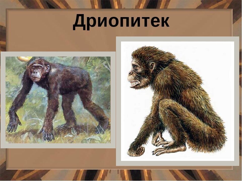 Дриопитеки эра. Образ жизни дриопитека описание. Проконсул и дриопитек. Дриопитеки проконсул африканский. Дриопитек реконструкция.