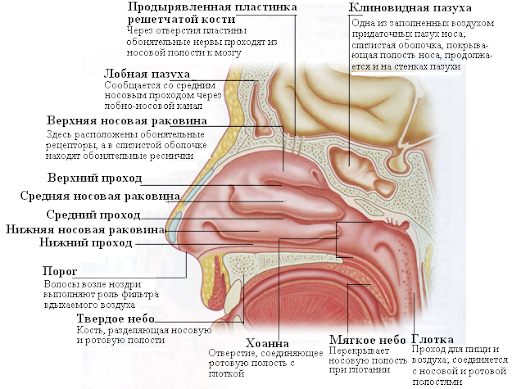 Твердое и мягкое нёбо