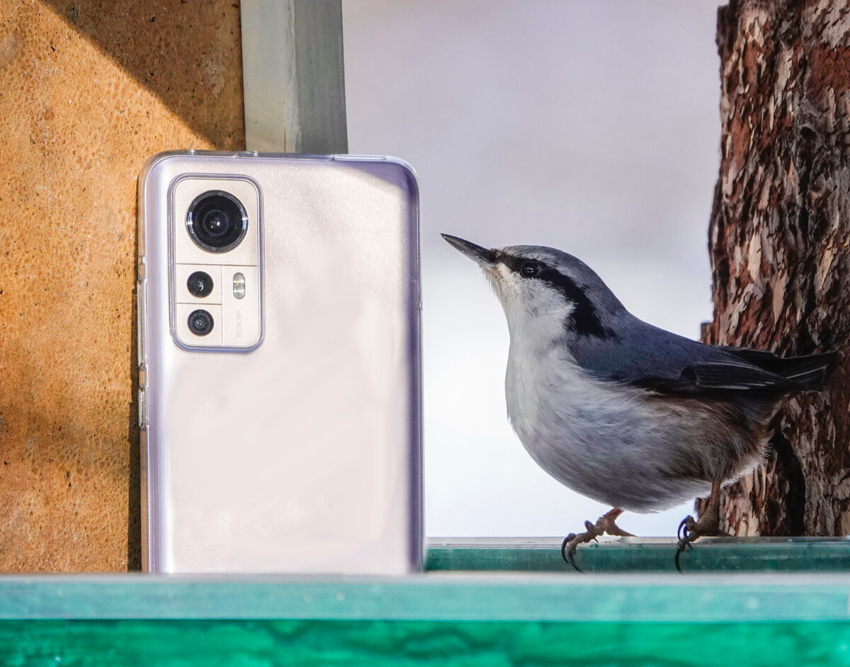 Как выбрать смартфон для съемки природы натуралисту или фотоохотнику? |  Природа и экология | annie_wild_life | Дзен