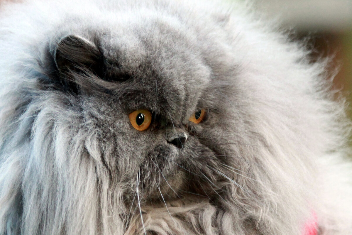 Сосед. Фото автора