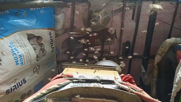 Облет пчел происходит в любое время года при достижении температуры на улице +12 и выше .В 2023г в нашем регионе облет происходил не так как обычно ,видимо действует потепление 02.01.2023г .Также 15.02.2023г .Так же дружный 27.02.2023г .Раньше таких зимних вылетов не наблюдалось. вылетов . На фото облет 27.02.2023г.Пчелы воду не брали.Кружились в метре от ульев.                                                                                                