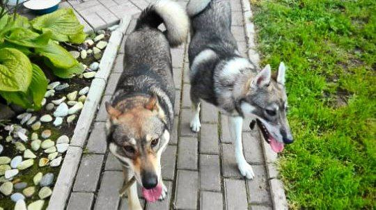 Западно-сибирские лайки