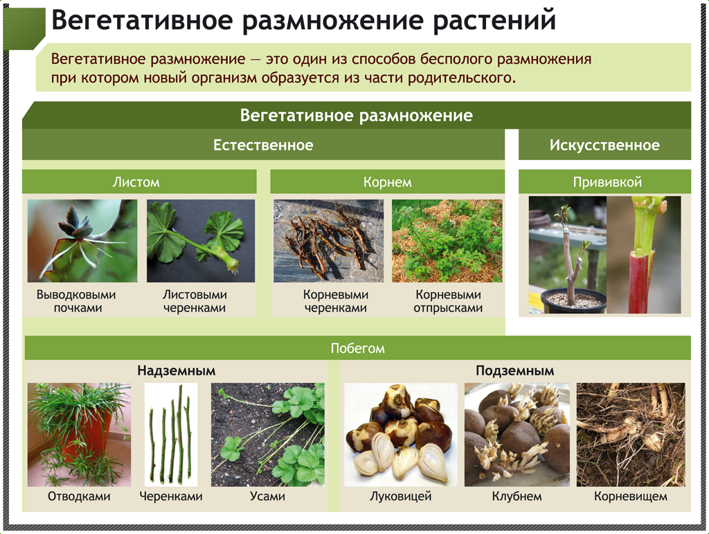 Корневище растения фото - DelaDom.ru