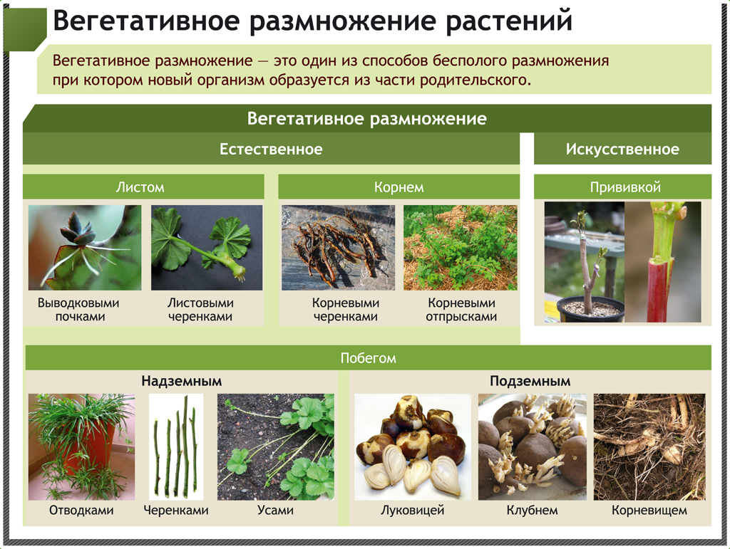 1. Что такое вегетативное размножение?. Вегетативное размножение цветковых растений рисунок. Вегетативное размножение корневыми клубнями. Вегетативное размножение покрытосеменных растений.