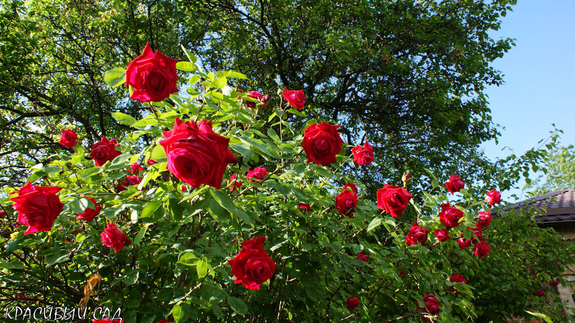 Одна из роз в моём саду – целое дерево