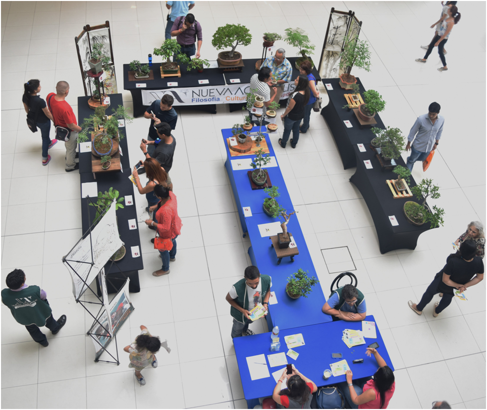 Источник: https://acropolishonduras.wordpress.com/2016/06/08/exposicion-de-bonsai-tegucigalpa-honduras/
