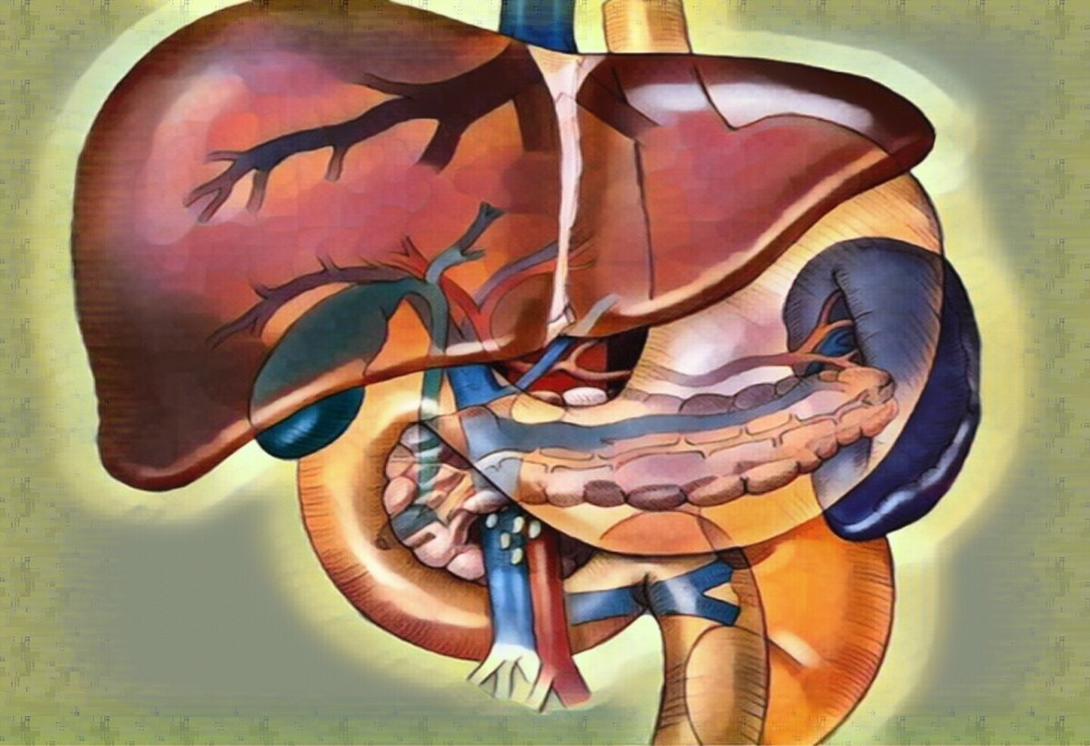 Печень очищает кровь