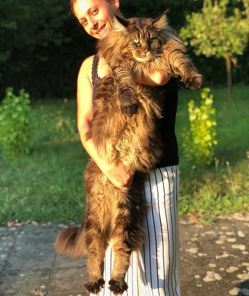 Мейн-кун Омар — самый длинный кот в мире