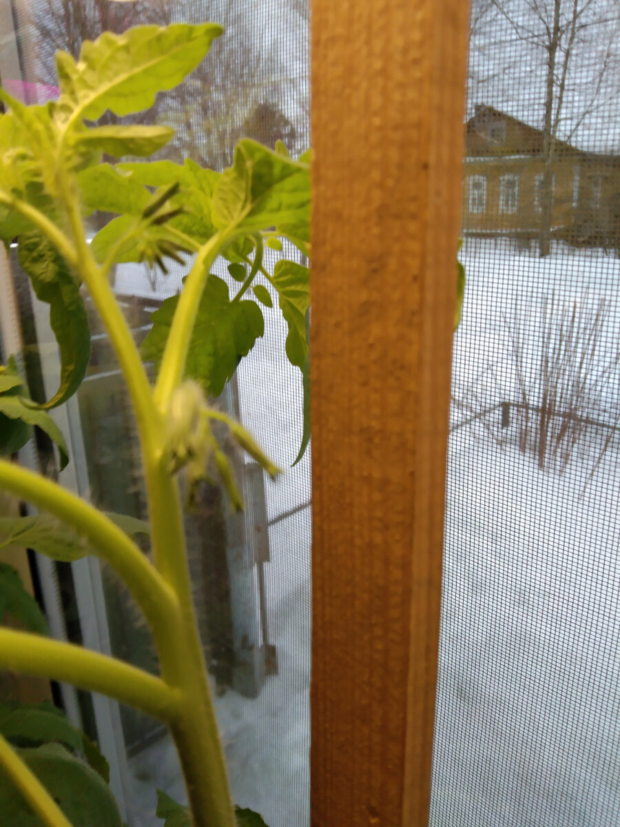 Вот-вот зацветут помидоры. Ждемсссс.