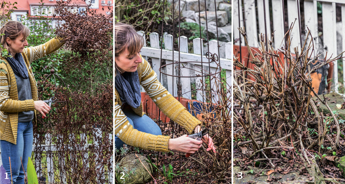 Клематис схема обрезки. Клематисы обрезают. 3 группа обрезки клематиса. Клематис три группы обрезки. Стрижка растений весной.