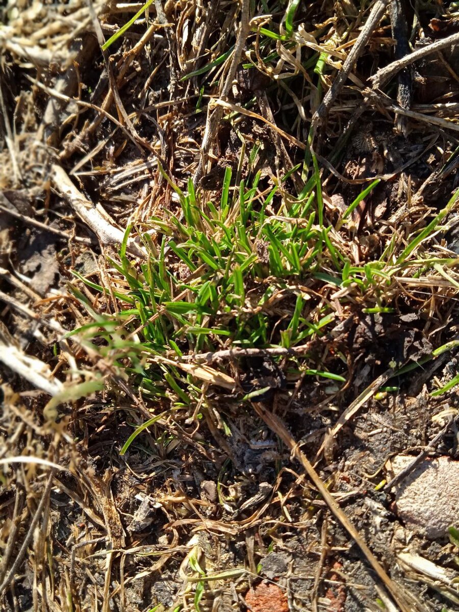 Говорит - да ладно тебе, Юлек!.. Я вообще только вылезу - ногами топчут, жуют, выдирают. 
Гадят на голову в прямом смысле слова. И ничего, живая. Снова вылезаю и вылезать буду. Каждую весну. 