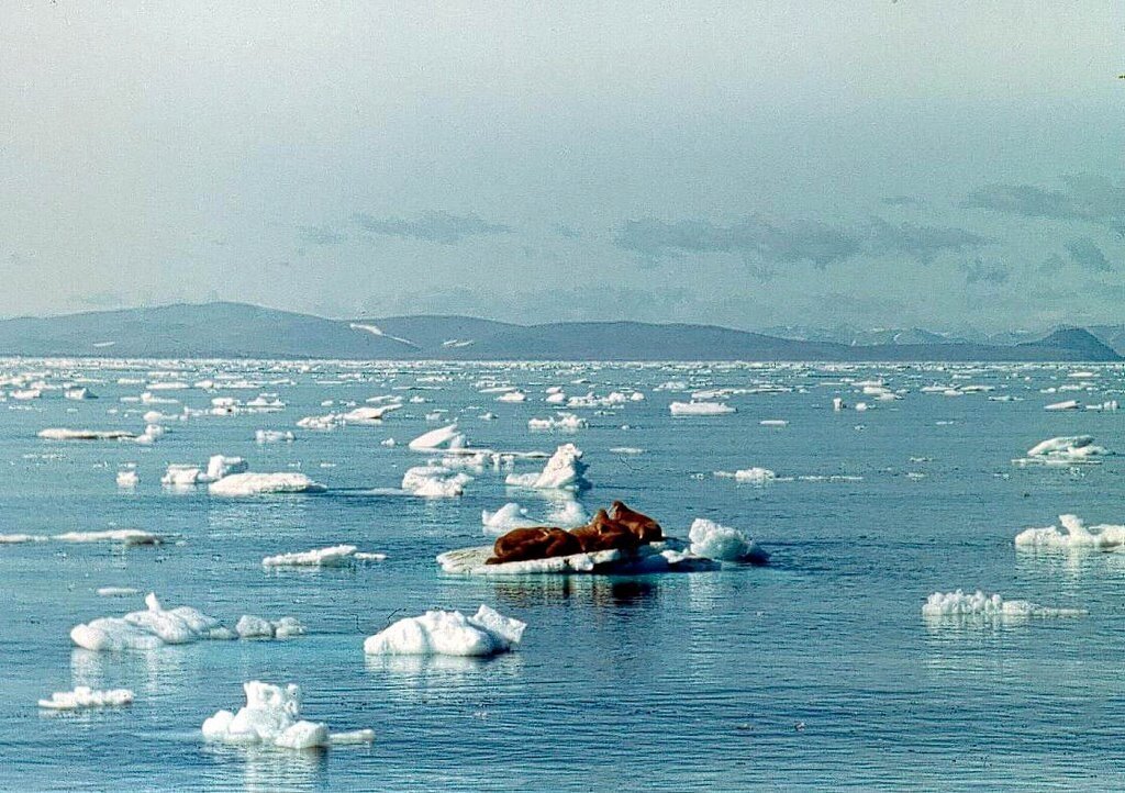 Берингов пролив