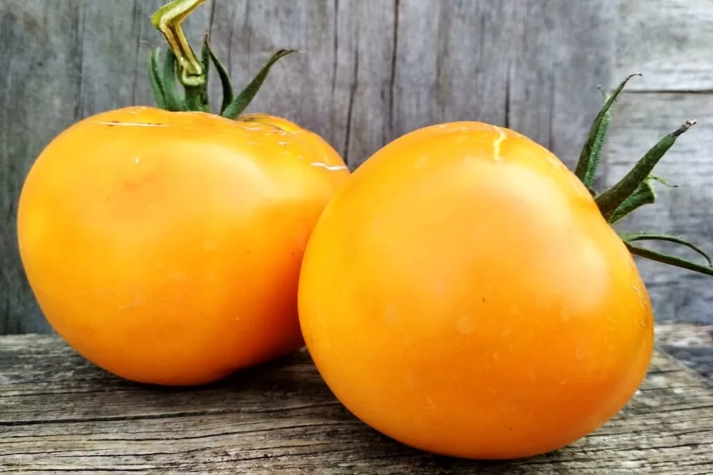 Желтый плоскоокруглый томат сорт. Томат желтые торбочки. Томатсливка берендика. Томат желтый карлик шона. Сорт помидоров золотой кенигсберг.