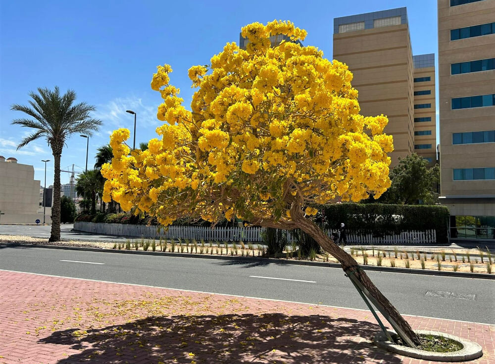 Дерево Табебу́йя (лат. Tabebuia) в Дубае