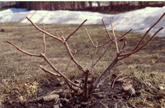Весенний уход за гортензией | Эффективно и просто — комнатные растения ...