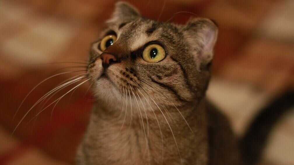     С редакцией «Нашего города» связался тюменец, который признался в полиции, что выбросил кошку из окна. Он рассказал, что сделал это из-за ссоры с девушкой, которая сначала хотела отомстить обидчику, а позже начала защищать мужчину.