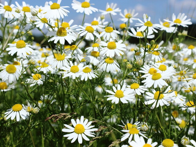 Ромашка лечебная. Фото с сайта pixabay.com