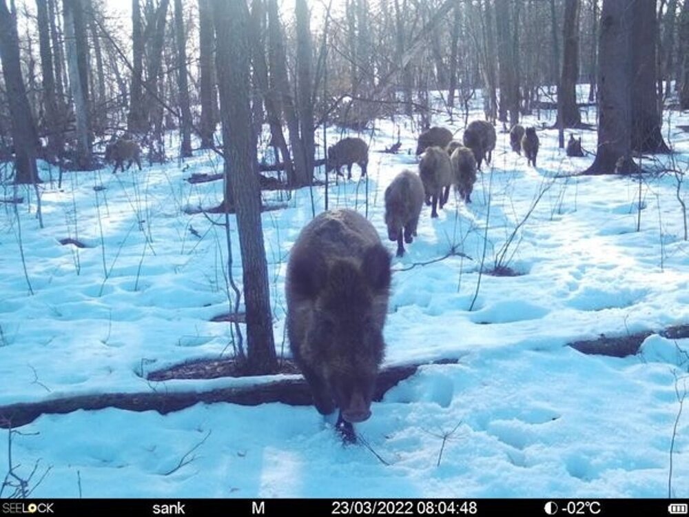 Медведь кабан лось рысь волк