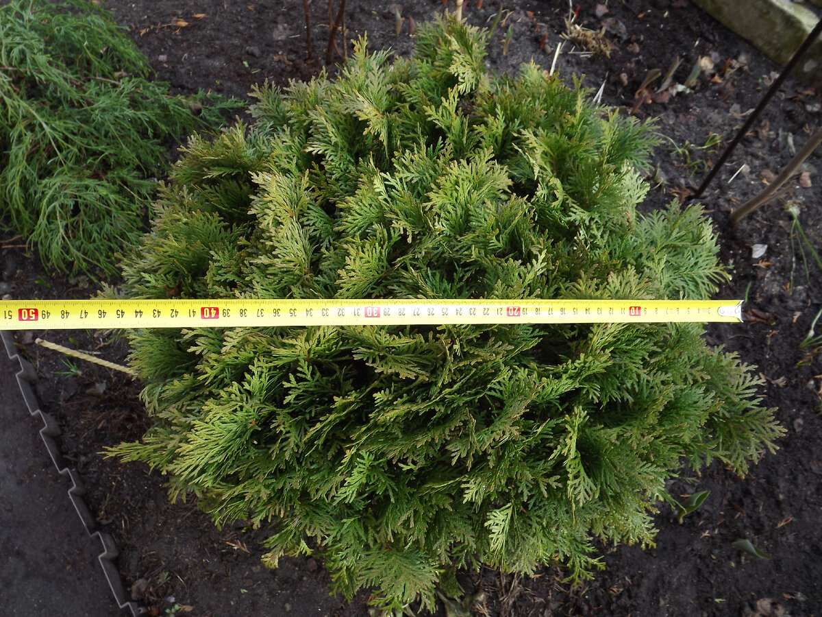 Одна из двух самых старых "Даник" с обстриженным "низом", вид сверху и размер.