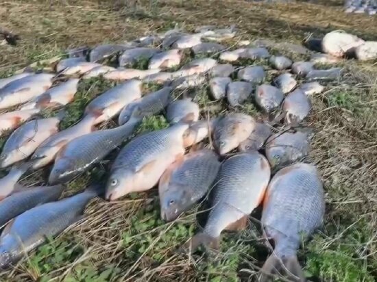     фото: ГУ МВД России по Ставропольскому краю