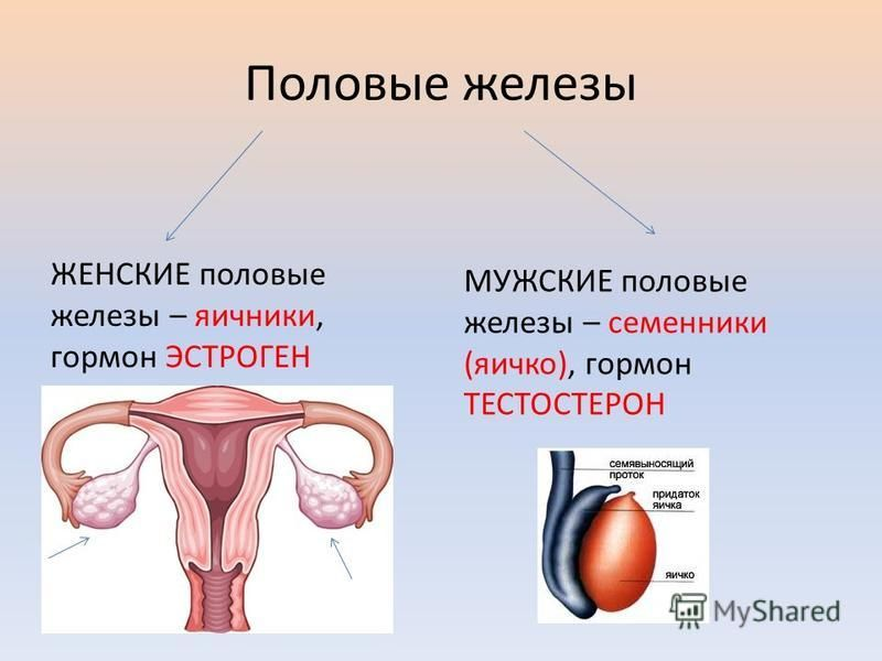 Семенники секреция