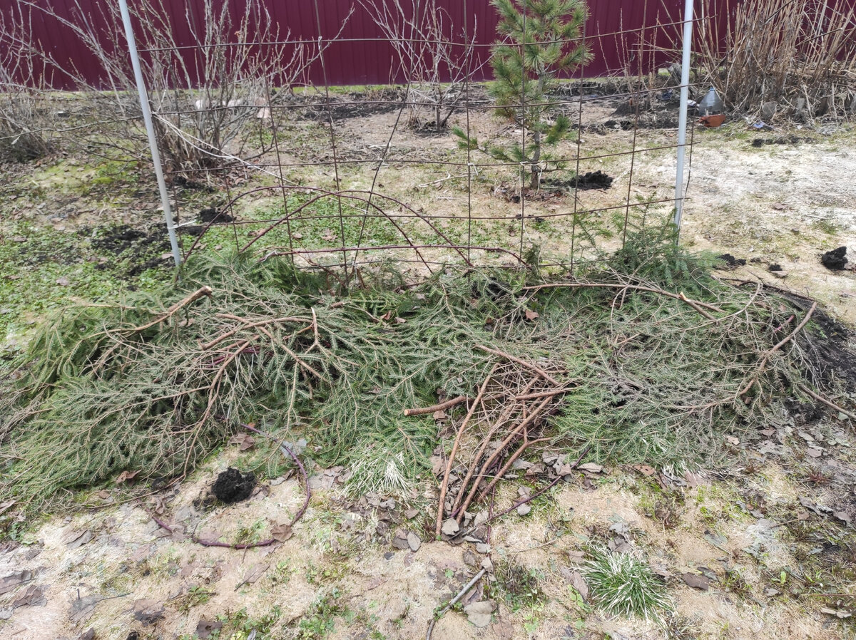 Только ёлки