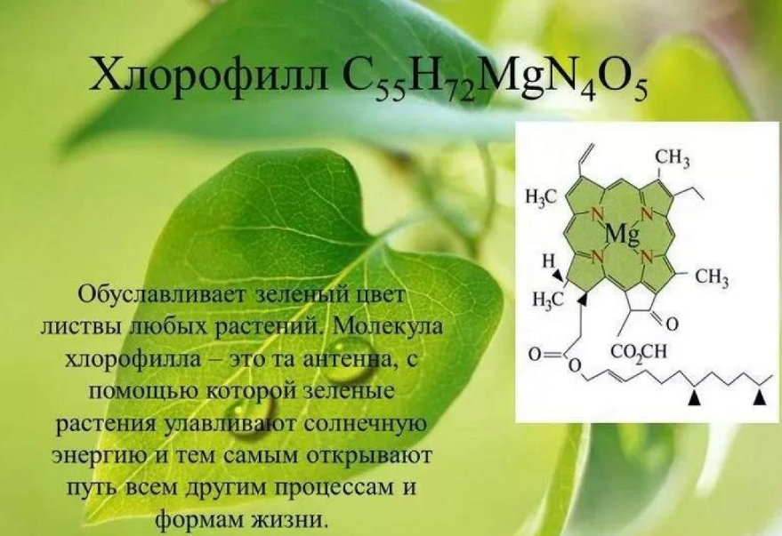 В состав молекулы хлорофилла входят. Хлорофилл состав химических элементов. Формула хлорофилла в химии. Строение молекулы хлорофилла. Е140 хлорофилл.