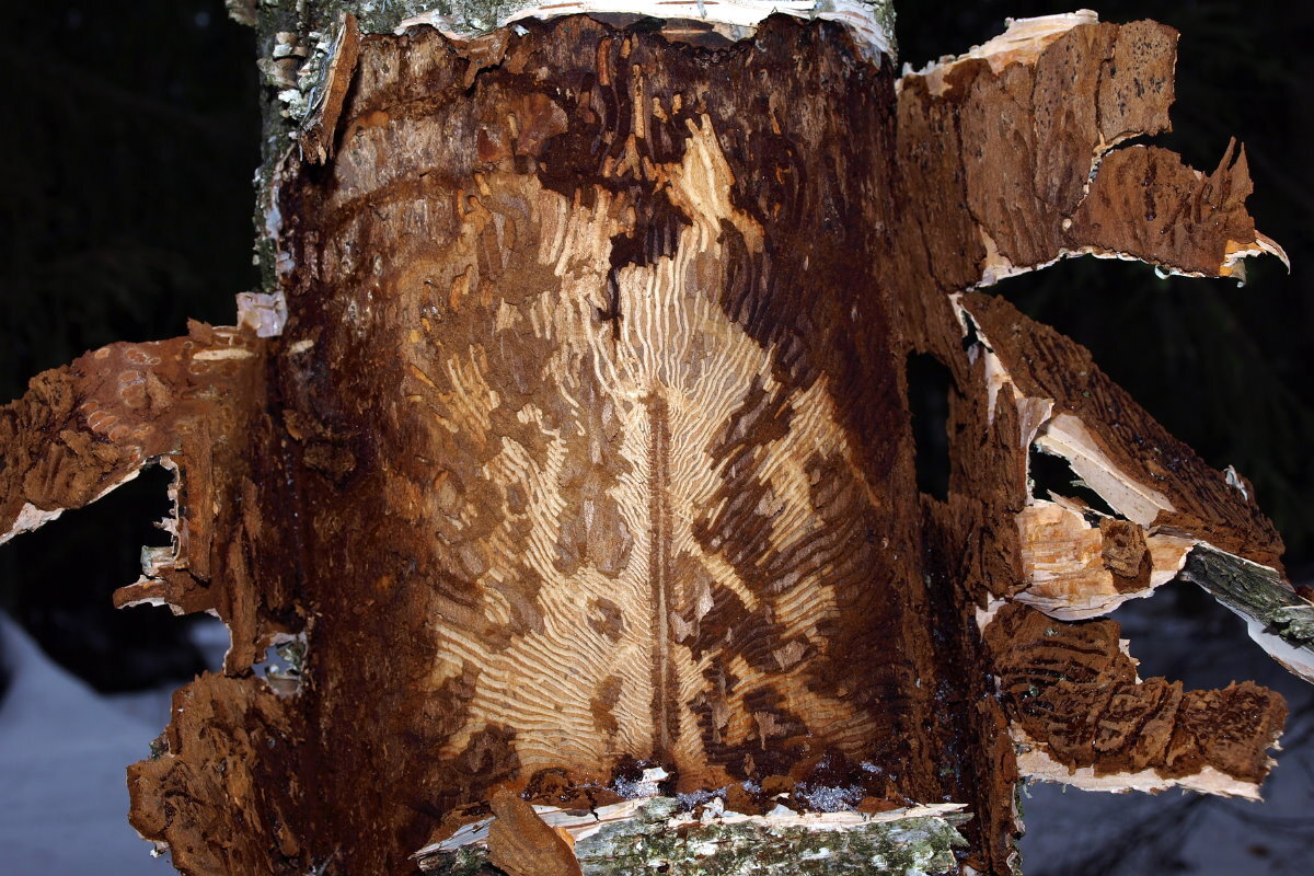 Вредители древесины. Mycangium Morphology in Bark Beetle.